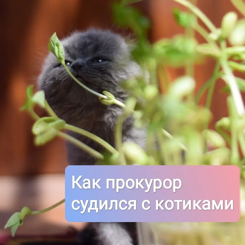 как прокурор подал иск через 20 лет к ООО